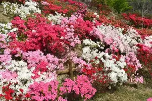 写メ日記 はるな 5/4(月) 11:24