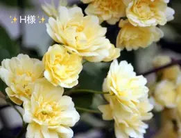 写メ日記 小山真帆 5/17(日) 18:54