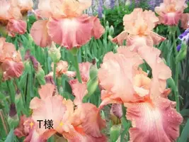 写メ日記 小山真帆 5/24(日) 23:52