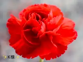 写メ日記 小山真帆 6/15(月) 18:10