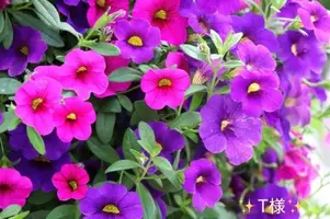 写メ日記 小山真帆 6/20(土) 22:00