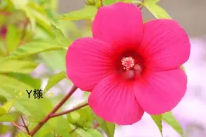 写メ日記 小山真帆 6/30(火) 12:52