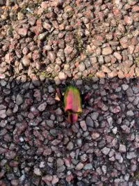 写メ日記 ほたる 7/14(火) 16:23