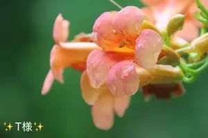写メ日記 小山真帆 7/15(水) 11:42