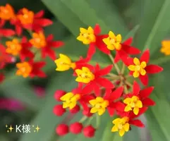 写メ日記 小山真帆 7/18(土) 21:28