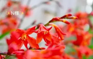 写メ日記 小山真帆 8/16(日) 17:10