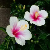 写メ日記 ちよ 8/18(火) 14:04