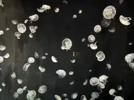 写メ日記 ひな 8/19(水) 12:08
