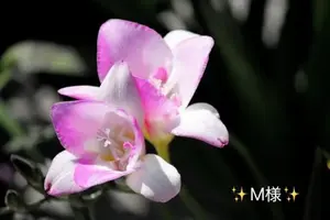 写メ日記 小山真帆 8/21(金) 18:46