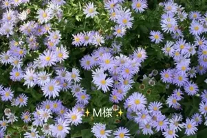 写メ日記 小山真帆 8/27(木) 20:32